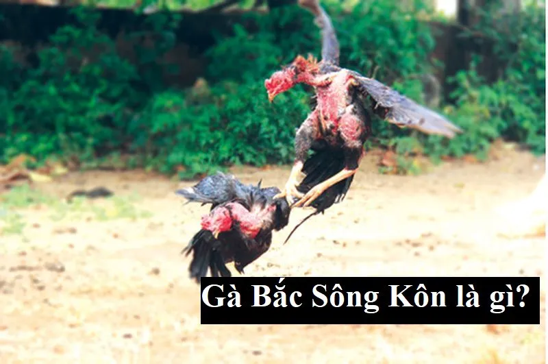 Gà Bắc Sông Kôn Là Gà Gì? Cách Chăm Sóc Gà Bắc Sông Kôn Hiệu Quả