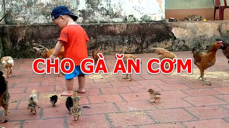 Lợi Ích Khi Cho Gà Ăn Cơm Thừa – Cách Cho Gà Ăn Hiệu Quả