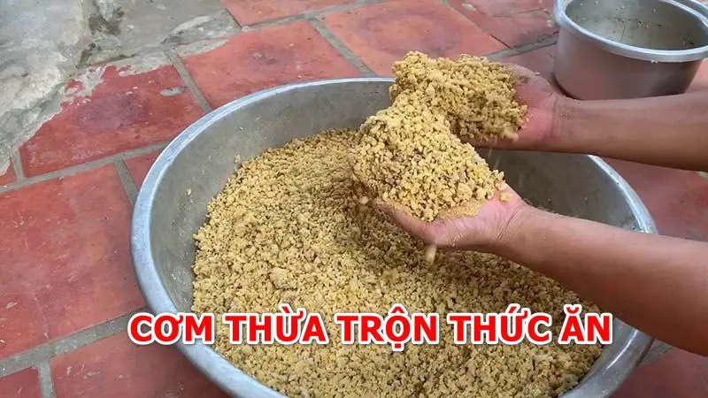 Lợi Ích Khi Cho Gà Ăn Cơm Thừa – Cách Cho Gà Ăn Hiệu Quả