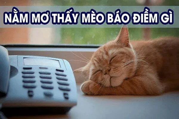 Mơ Thấy Mèo Là Điềm Báo Gì? Đánh Số Nào Để Thắng Lớn?